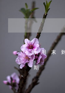 信用末到还款日已逾期(信用末到还款日已逾期)
