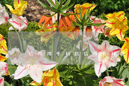 信用用卡利息（信用卡利息乱扣怎么办）