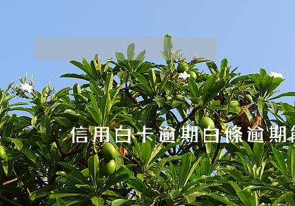信用白卡逾期(白條逾期能辦理信用卡嗎)