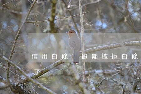 信用白條沒逾期被拒(白條逾期小白信用提高了)