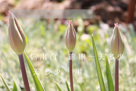 信用白條逾期一天多少費用(信用白條逾期一天多少費用)