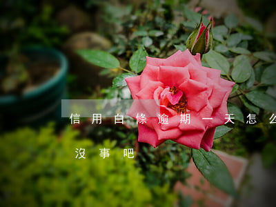 信用白條逾期一天怎么借不了(白條逾期兩天沒事吧)