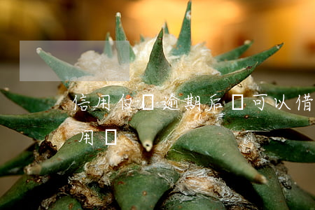 信用白條逾期后還可以借嘛(白條逾期影響信用嗎)