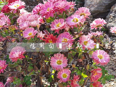 信用白條逾期未還(要是白條逾期了怎么辦)