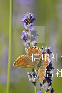 信用社信用卡逾期4天怎么辦 農(nóng)信社信用卡逾期1天