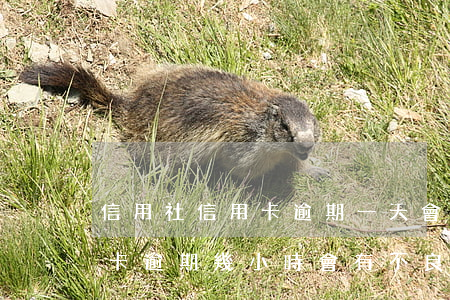 信用社信用卡逾期一天會有不良記錄嗎（信用卡逾期幾小時會有不良記錄嗎）