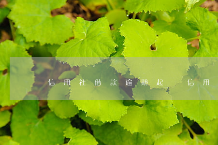 信用社借款逾期起訴(信用社貸款逾期)