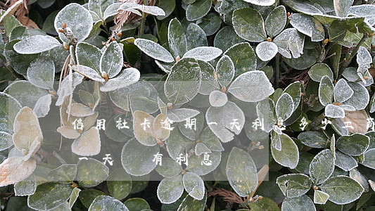 信用社卡逾期一天利息多少?（工商信用卡逾期一天會有利息嗎）