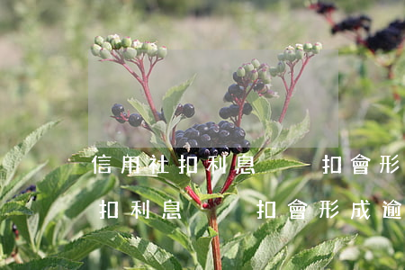 信用社扣利息沒夠扣會形成逾期嗎-信用社扣利息沒夠扣會形成逾期嗎怎么辦
