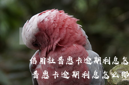 信用社普惠卡逾期利息怎么那么高-信用社普惠卡逾期利息怎么那么高啊