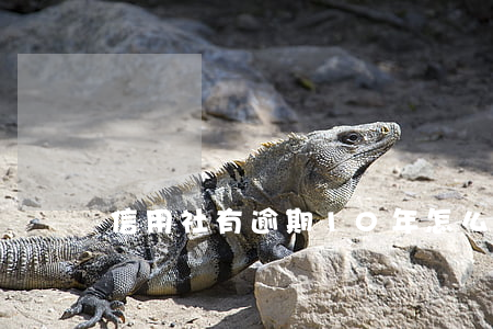 信用社有逾期10年怎么還最合理