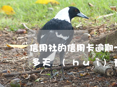 信用社的信用卡逾期十二天(信用卡逾期二十多天會(huì)有什么后果)
