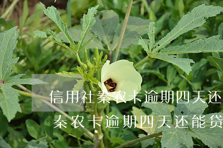 信用社秦农卡逾期四天还能贷款吗-信用社秦农卡逾期四天还能贷款吗怎么办