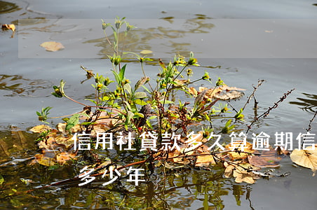 信用社貸款多久算逾期(信用社貸款追訴期是多少年)