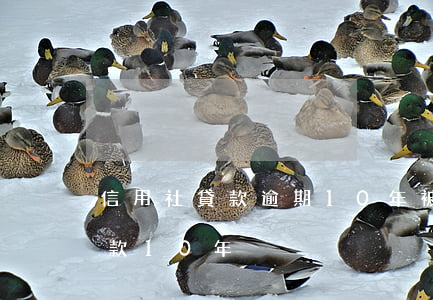 信用社貸款逾期10年被起訴 欠信用社的貸款10年