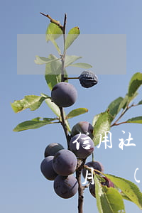 信用社貸款逾期一天算逾期嗎（信用社逾期一月會(huì)起訴嗎）