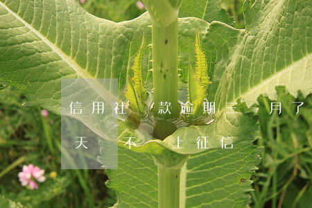 信用社貸款逾期三個月了(信用社貸款逾期三天會不會上征信)