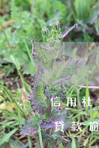 信用社貸款逾期三天30塊錢金額-信用社貸款逾期三天30塊錢金額是多少
