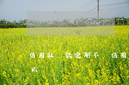 信用社貸款逾期不還(信用社貸款逾期不還怎么辦)