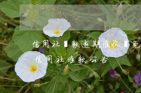 信用社貸款逾期催收減免(農(nóng)村信用社催款公告)