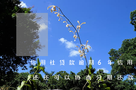 信用社贷款逾期6年(信用社贷款逾期6年没还还可以协商分期还款吗)