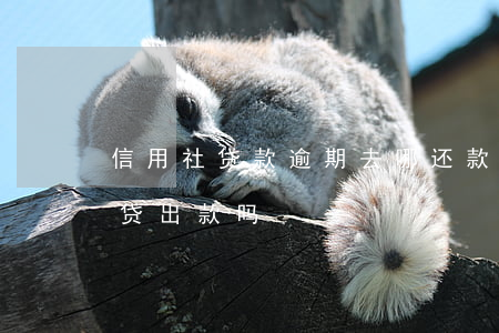 信用社贷款逾期去哪还款(有逾期信用社还能贷出款吗)
