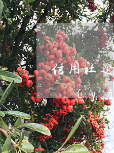 信用社逾期-信用社逾期一個月還款的后果嚴(yán)重嗎