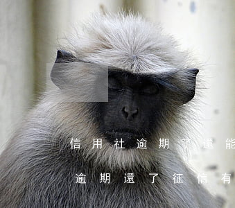 信用社逾期了還能貸款嗎(以前在信用社貸款逾期還了征信有沒有問題)