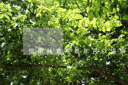 信用社逾期幾年可以借(信用社逾期幾年消除)