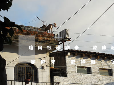 信用社逾期未還款被起訴了怎么辦-信用社逾期未還款被起訴了怎么辦呢