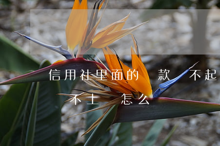 信用社里面的貸款還不起怎么辦(信用社貸款還不上會怎么樣)