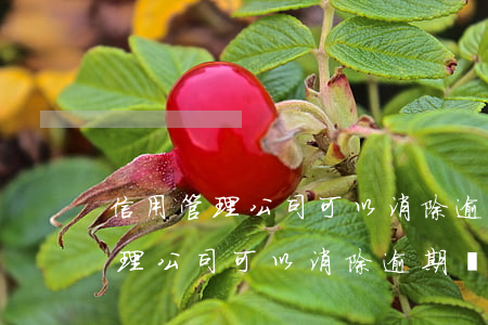 信用管理公司可以消除逾期記錄嗎-信用管理公司可以消除逾期記錄嗎知乎