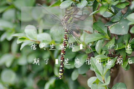 信用芝麻修復(fù)逾期成功就不再是逾期了嗎（芝麻信用逾期后如何協(xié)商還款）