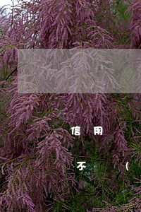 信用記錄嚴(yán)重逾期會(huì)不會(huì)影響政審