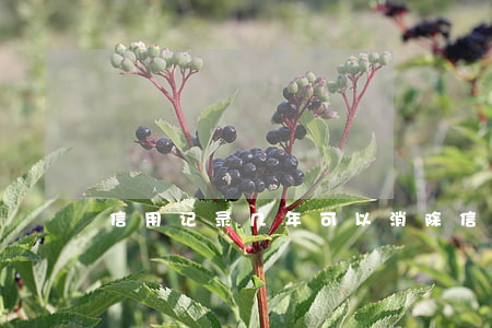 信用记录几年可以消除(信用报告记录几年)