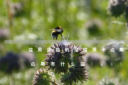 信用貸指的是信用卡逾期(信用卡逾期和貸款逾期有什么區(qū)別)