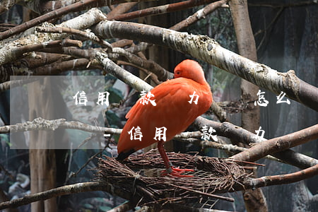 信用貸款無力償還怎么辦會(huì)判刑嗎?-信用貸款無力償還怎么辦會(huì)判刑嗎知乎
