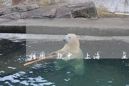 信用貸款申請(上海銀稅互動中心信用貸款申請)