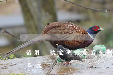 信用貸款逾期剩最后五期(信用社貸款逾期了5天)