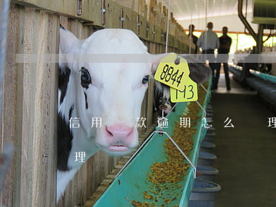 信用貸款逾期怎么辦理(信用貸款逾期怎么辦理)