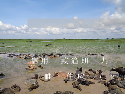 信用貸款逾期無力償還(信用貸款逾期無力償還,唯一住房會(huì)被執(zhí)行嗎)