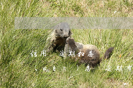 信用貸逾期和房貸掛鉤嗎(請(qǐng)問(wèn)房貸逾期有什么后果和影響)