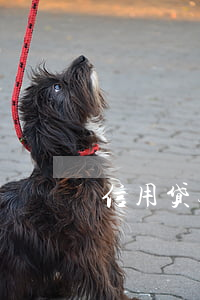 信用贷无力偿还(信用贷款无力偿还怎么办)