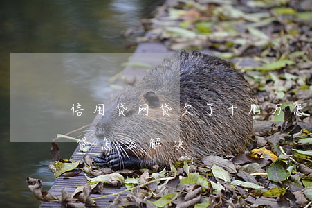 信用贷网贷欠了十几万怎么办(欠10多万网贷怎么解决)
