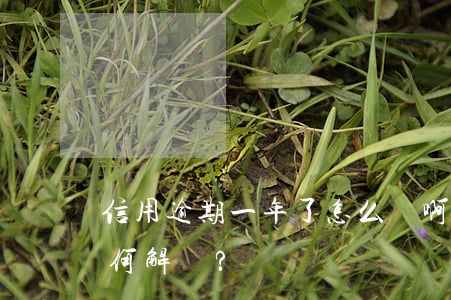 信用逾期一年了怎么辦啊，信用卡逾期一年，如何解決？
