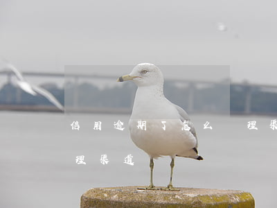 信用逾期了怎么處理渠道(信用逾期了怎么處理渠道)