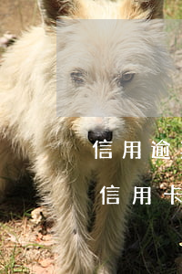 信用逾期五年后恢复可以继续申请信用卡吗（信用卡逾期可以申请缩短3年吗）