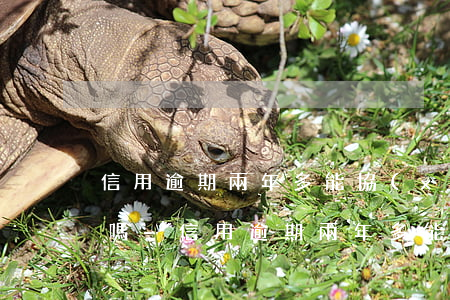 信用逾期兩年多能協(xié)商減免一點嗎-信用逾期兩年多能協(xié)商減免一點嗎怎么辦