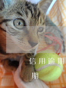 信用逾期對辦廣州戶口有沒有影響-信用逾期對辦廣州戶口有沒有影響呢