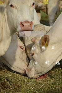 信用逾期影响上学吗(征信逾期对小孩上小学有影响吗)